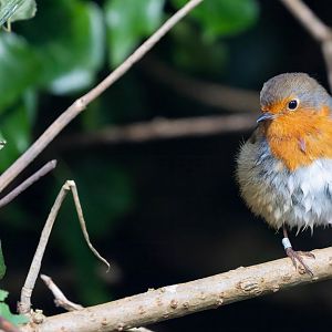 Robin (wild) UK