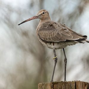 Black tailed Godwit, WWT Slimbridge, UK