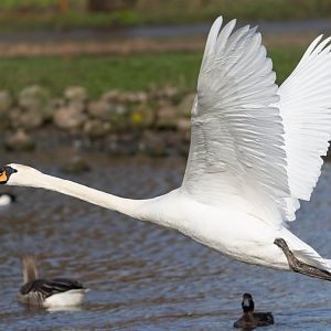 Mute swan (wild), UK