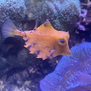 Cowfish ID?