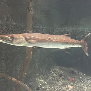 Barracuda ID?