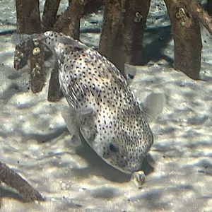 Porcupinefish ID?