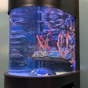 Aquatic Animals - Future Tank