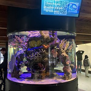 Aquatic Animals - Empty Tank