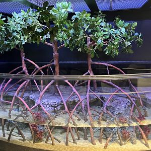 Aquatic Animals - Future Mangrove Tank