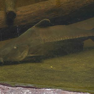 Oxydoras niger? - Safari Park Dvůr Králové