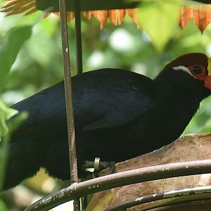 Violet Turaco (Tauraco violaceus)
