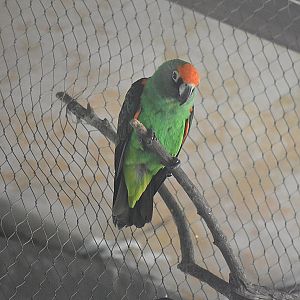 Black-winged Jardine's Parrot (Poicephalus gulielmi gulielmi)