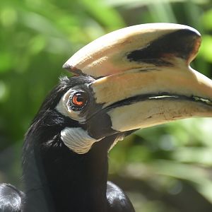 Southern Pied Hornbill (Anthracoceros albirostris convexus)