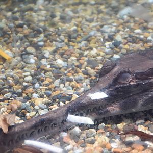 False Gharial (Tomistoma schlegelii)