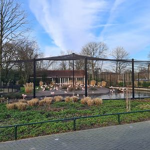 Flamingo aviary