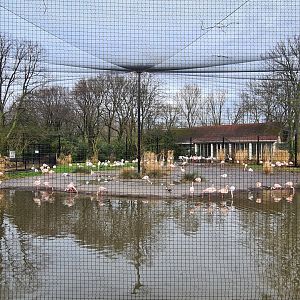 Flamingo aviary