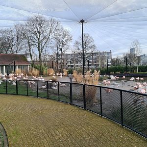 Flamingo aviary
