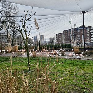 Flamingo aviary