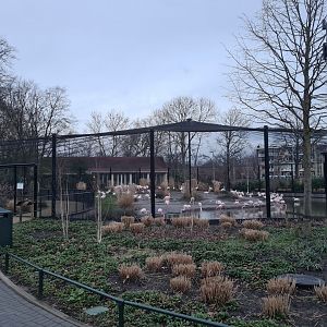 Flamingo aviary