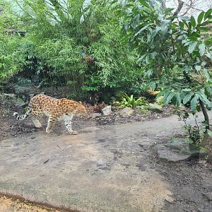 Asia - Amur leopard