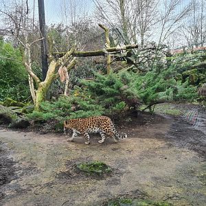 Asia - Amur leopard