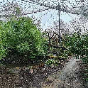 Asia - Amur leopard enclosure