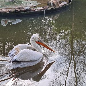 Asia - Dalmatian pelican