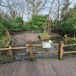 Asia - Visayan warty pig enclosure in the Amur area