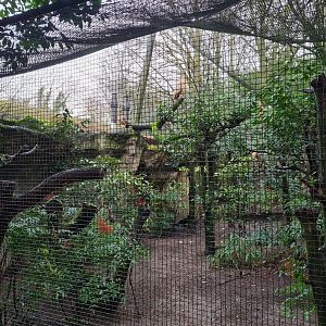 Asia - Bengal / Rock Eagle owl aviary