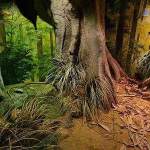 Asia - Monocled cobra exhibit in Rumah Asia