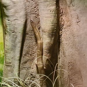 Asia - Climbing Monocled cobra