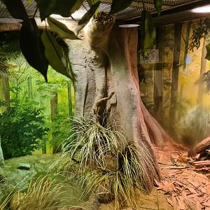 Asia - Monocled cobra exhibit in Rumah Asia