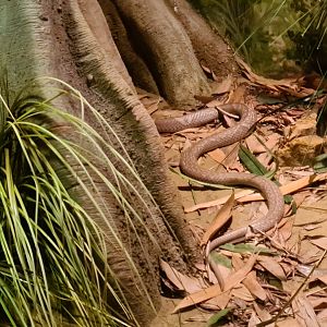 Asia - Monocled cobra