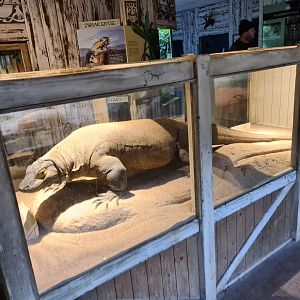 Asia - Cast of Komo, the first Komodo dragon in Diergaarde Blijdorp