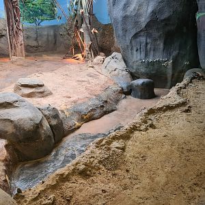 Asia - Komodo dragon pool