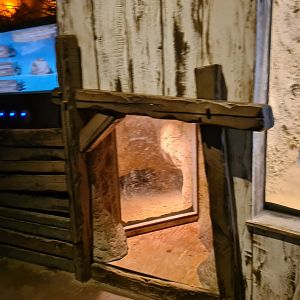 Asia - Komodo dragon den viewing