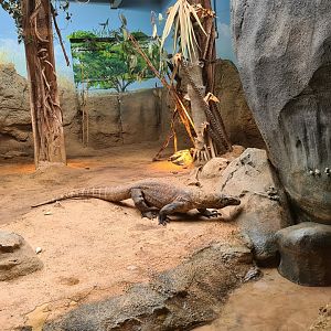 Asia - Komodo dragon in Rumah Asia
