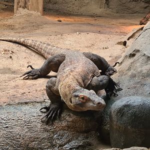 Asia - Komodo dragon in Rumah Asia