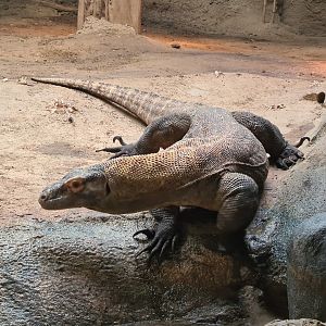 Asia - Komodo dragon in Rumah Asia