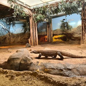 Asia - Komodo dragon in Rumah Asia