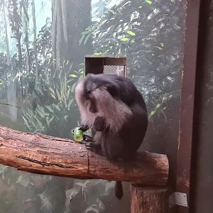 Asia - Lion-tailed macaque in indoor holding