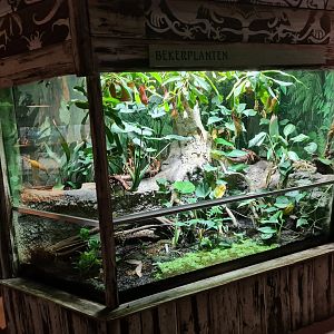 Asia - Nephentes terrarium in Rumah Asia