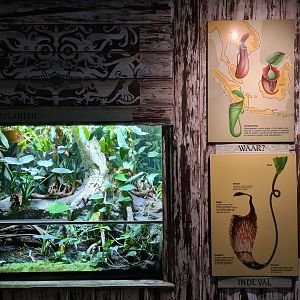 Asia - Nephentes terrarium and signage in Rumah Asia