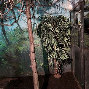 Asia - Northern dry zone slender loris enclosure