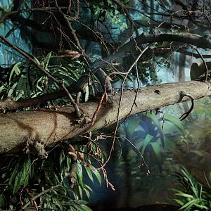 Asia - Northern dry zone slender loris enclosure