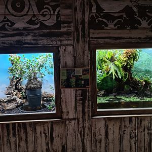 Asia - Asian Red carpenter ant enclosures in Rumah Asi