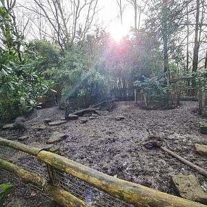Asia - Second half of Visayan warty pig enclosure