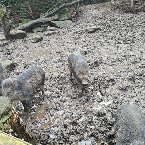 Asia - Visayan warty pigs