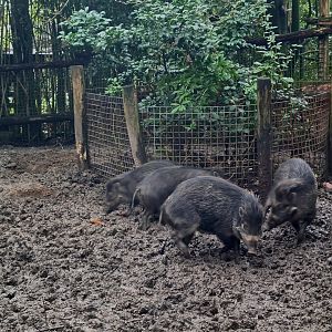Asia - Visayan warty pigs
