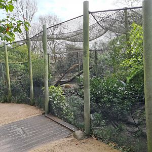 Asia - Fishing cat enclosure
