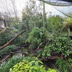 Asia - Fishing cat enclosure