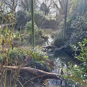 Asia - Fishing cat enclosure