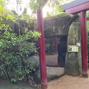 Asia - Fishing cat indoor holding