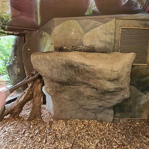 Asia - Fishing cat indoor holding